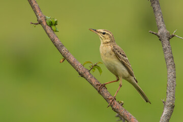 The tawny pipit