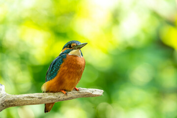 Eisvogel / Common Kingfisher