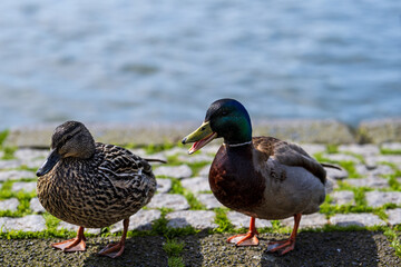 Naklejka na ściany i meble Male and female mallard duck talking at the lake in the city