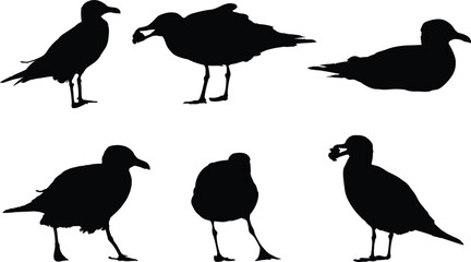 Some seagulls into the land eating