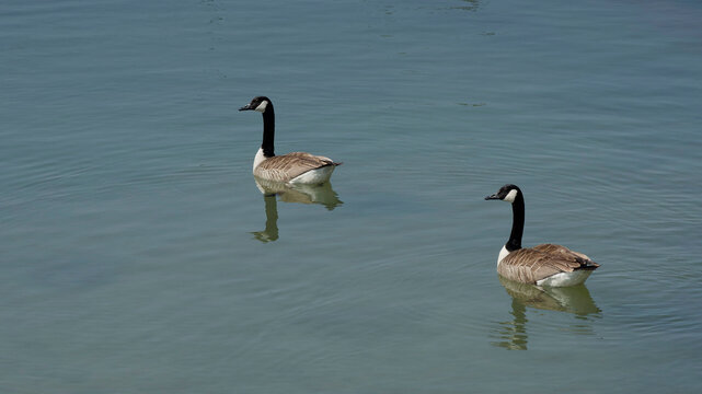 Bernaches du Canada ou oies noires (Branta canadensis) . Grand anatides au plumage gris-brun, long cou noir, gorge et joues blanches nageant au bord du Rhin
