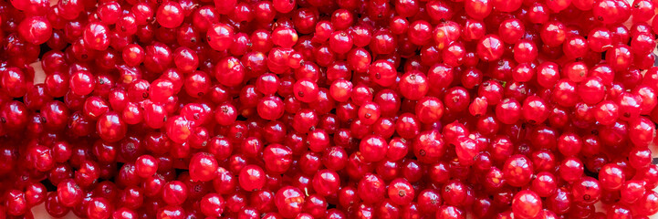 Berries of red currant in the top view. Background with red currants. Close-up of red berries.Organic berries. View directly from the top. healthy natural food.Farming concept, harvesting. web banner