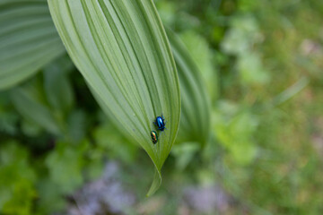 Sommer in den Alpen mit Wiesen, Wasserfällen und Gletschern