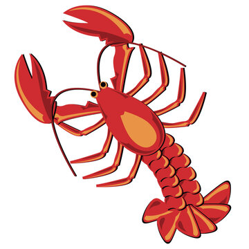 Seafood. Shellfish. Lobster illustration isolated over white.