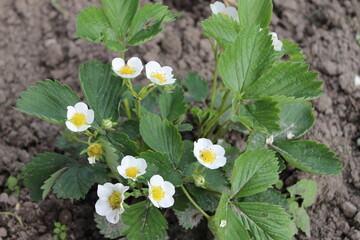 Strawberry plant in the garden with flowers in spring / summer.