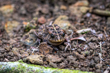 Mascarene grass frog, Ptychadena mascareniensis, or Mascarene ridged frog, Pamplemousses, Mauritius