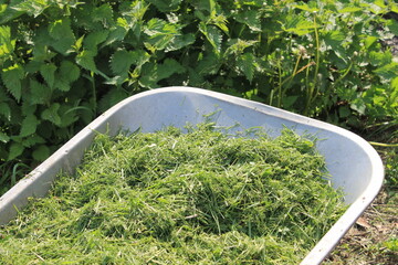 Wheelbarrow with lawn clippings from mowing and nettles.