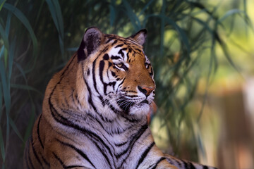 Fototapeta premium 2021-02-27 A LARGE MALE TIGER LYING DOWN LOOKING LEFT INTHE SCENE WITH A TALL GRASS BACKGROUND IN ISSAQUAH WASHINGTON