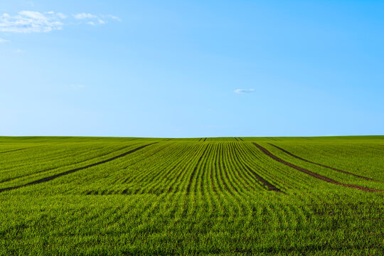 Wide green agricultural field and blue sky with small clouds during sunset. Rows of young seedlings of agricultural