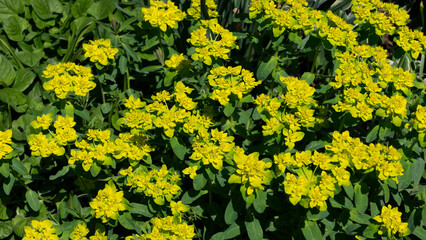 yellow flowers background