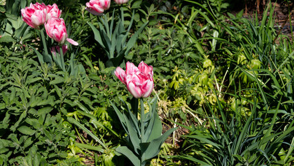 Fototapeta premium pink tulip flower