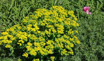 yellow flowers in the grass