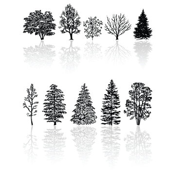 Different kind of silhouettes trees isolated over white