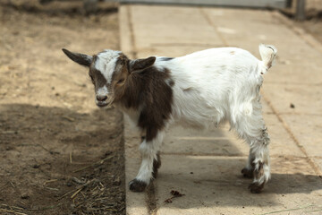 Naklejka na ściany i meble red hornless baby goat closeup photo on summer farm background