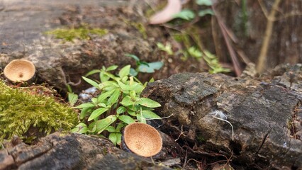 An old rotten stump on which moss grows and various other plants
