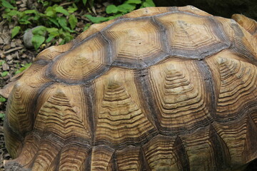Shell pattern from a brown tortoise / giant tortoise.