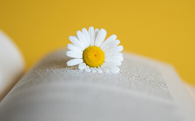White daisy flower laying on opened book with yellow background, summer book scene