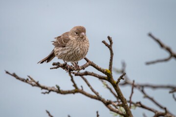House Finch on a Branch