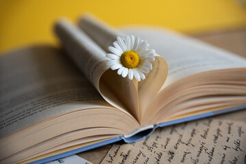 White daisy flower laying on opened book, heart shaped book pages on a yellow background, romantic book scene