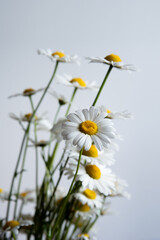 Bouquet of white daisies on white background, text space, wild flowers summer vibes