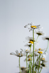 Bouquet of white daisies on white background, text space, wild flowers summer vibes
