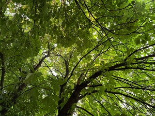 Obraz premium green leaves in the forest