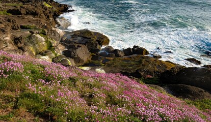 Oregon coast scene near Depoe Bay with sea thrift in forground. Variously called armeria maritima, the thrift, sea thrift or sea pink, it is a species of flowering plant in the family Plumbaginaceae.