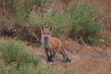 red fox in the wild