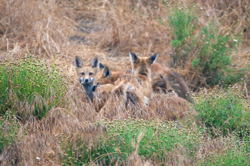 red foxes in the grass
