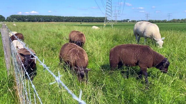 A flock of white and brown sheep grazes on fresh green summer grass along a fenced pasture on a dike in the Biesbosch National Park in The Netherlands.