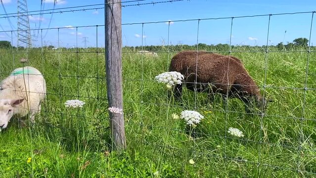 A flock of white and brown sheep grazing on fresh green summer grass along a fenced pasture on a dike in the Biesbosch National Park in The Netherlands.