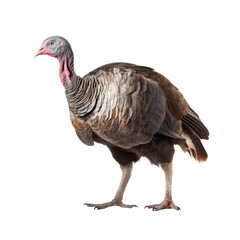 Fototapeta premium Wild turkey bird on a transparant background, PNG, Generative Ai