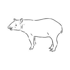 Tapir animal sketch engraving vector illustration. Scratch board style imitation. Hand drawn image.