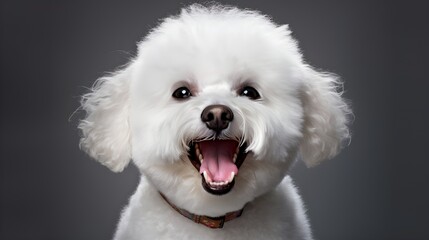 Obraz premium portrait of a maltese dog on a gray background