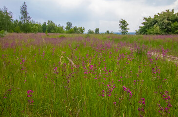 
A beautiful summer landscape, a pink flower meadow against a cloudy sky, from the photo it breathes a summer mood. Brilliant colors, high color saturation