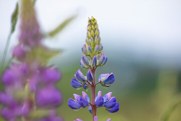 Lilac and purple wildflowers reach for the sky. Lupine many-leaved, beautiful flower, wild flower in the field
