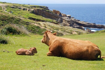 Family of cows resting on the fields. A small and its mother. the baby is a newborn and the mom takes care of it next to the coast. Green grass for grazing.