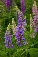 
Lilac and purple wild flowers in a curved shape. Lupine many-leaved, beautiful flower, wild flower in the field