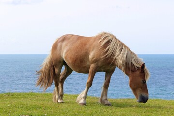 Obraz premium Wild beautiful horse standing and feeding in the countryside next to the coast. Brown with blond hair, which is blown by the wind. On the background, the sea. The animal is facing to the side.