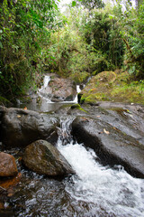 waterfall in the forest