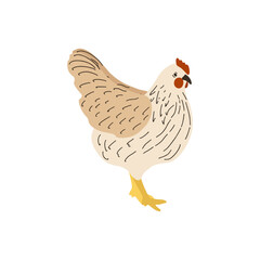 farm chicken. Vector illustration