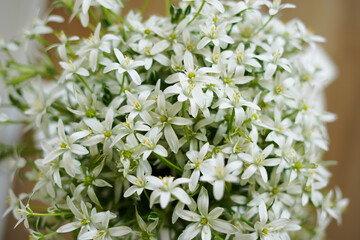 A bouquet of garden white flowers. Small white flowers , floral background