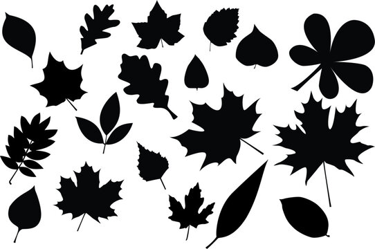 leaves silhouette