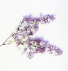 Branch of lilac in abstract composition. blurred textured filter on violet flowers
