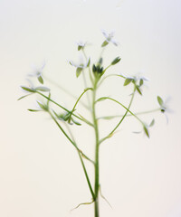 Close-up, many delicate white flowers on a light background in a blur filter
