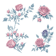 Beautiful Pink Rose Watercolor Floral Illustration Set