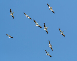 A flock of American white pelicans flying against a blue sky  