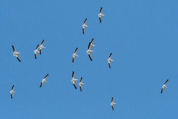 A flock of American white pelicans flying high above against a blue sky