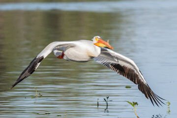 American white pelican in morning light flying just above the water 