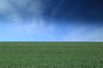 green field and blue sky - 607560790